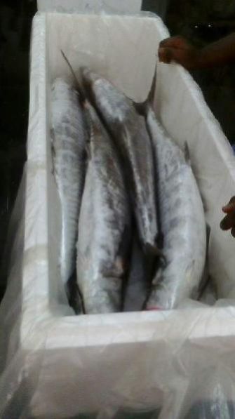 Fresh Chilled Fish 05