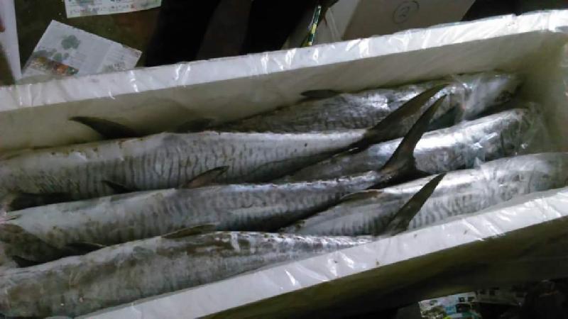 Fresh Chilled Fish 06