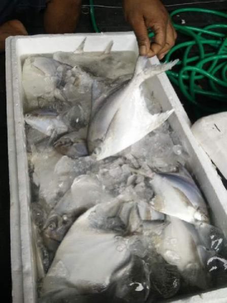 Fresh Chilled Fish 07