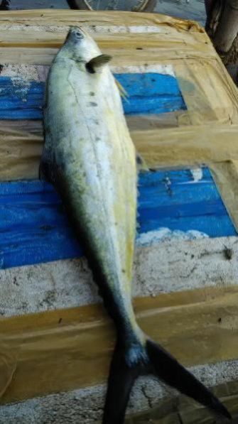 Fresh Chilled Fish 10