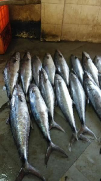 Fresh Chilled Fish 11