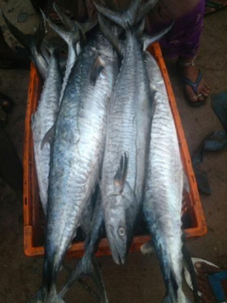 Fresh Chilled Fish 12