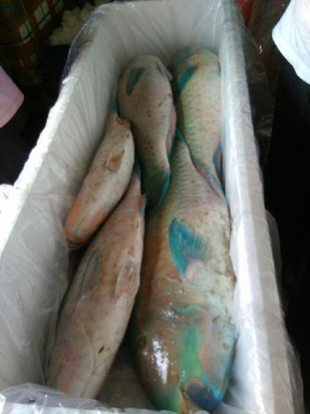 Fresh Chilled Fish 13