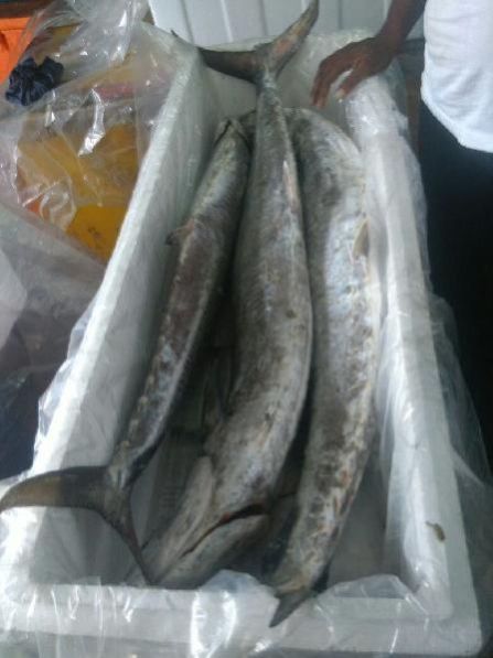 Fresh Chilled Fish 14