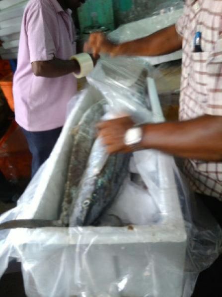 Fresh Chilled Fish 15