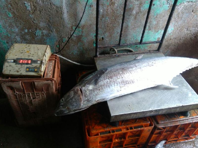 Fresh Chilled Fish 16