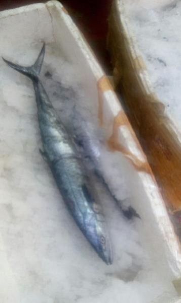 Fresh Chilled Fish 17