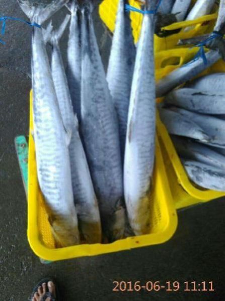 Fresh Chilled Fish 18