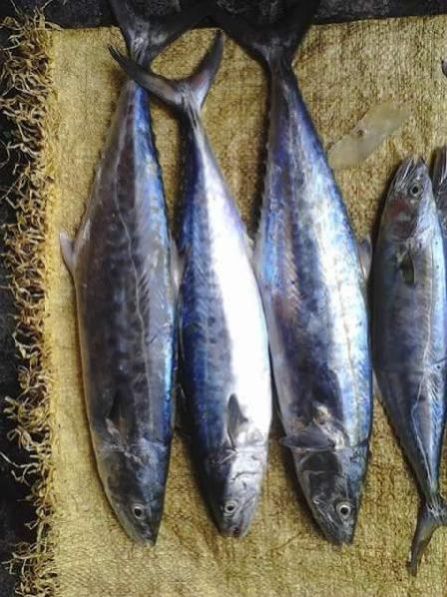 Fresh Chilled Fish 19