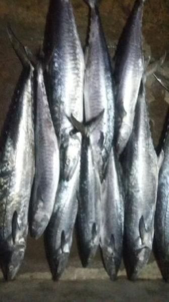 Fresh Chilled Fish 20