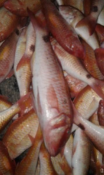 Fresh Chilled Fish 21