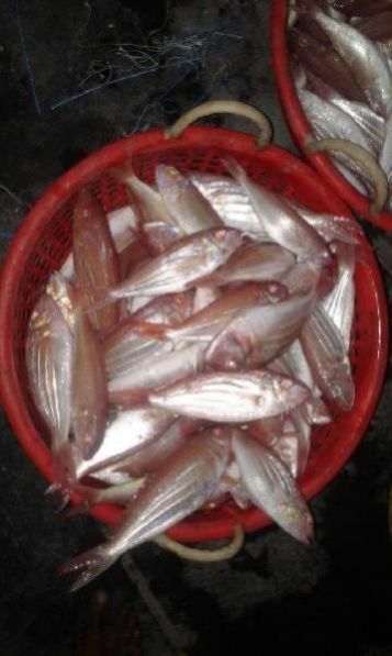 Fresh Chilled Fish 22