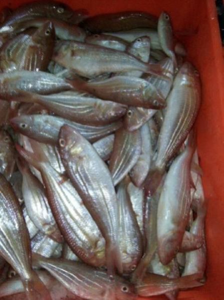 Fresh Chilled Fish 23