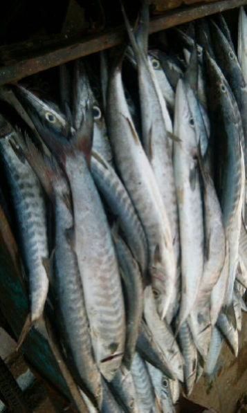 Fresh Chilled Fish 24