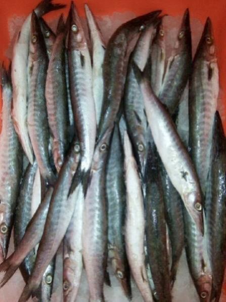 Fresh Chilled Fish 25