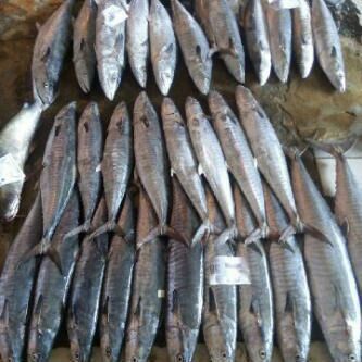 Fresh Chilled Fish 26