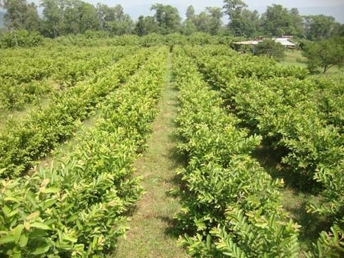 Fresh Curry Leaves 01