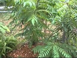 Fresh Curry Leaves 03