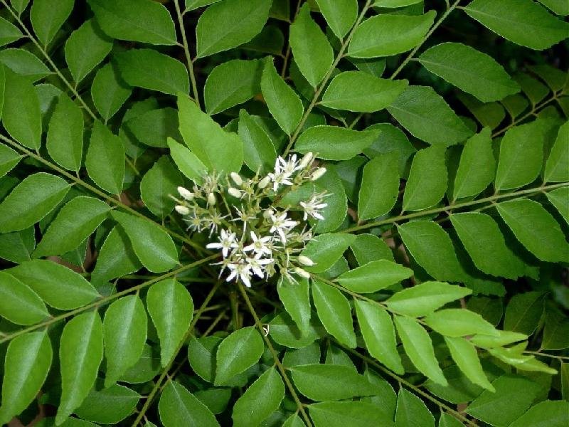 Fresh Curry Leaves 07