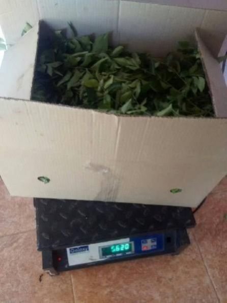 Fresh Curry Leaves 09