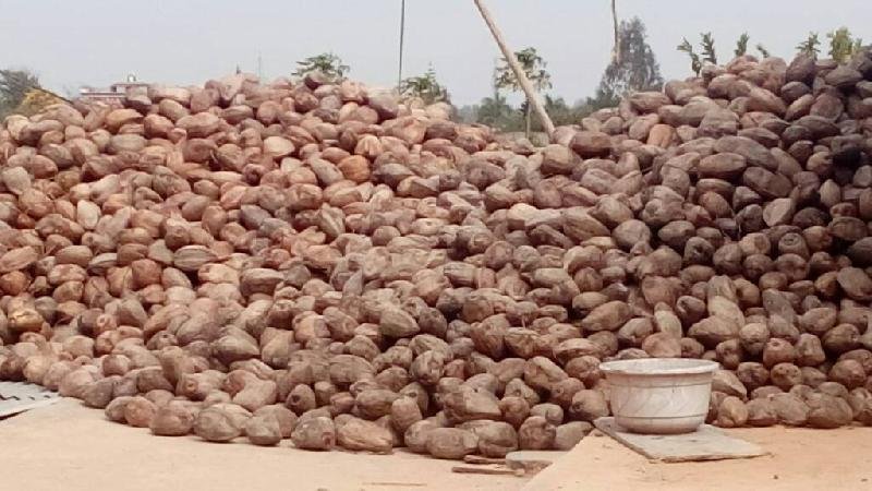 Semi Husked Coconut 01