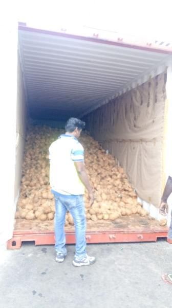 Semi Husked Coconut 07