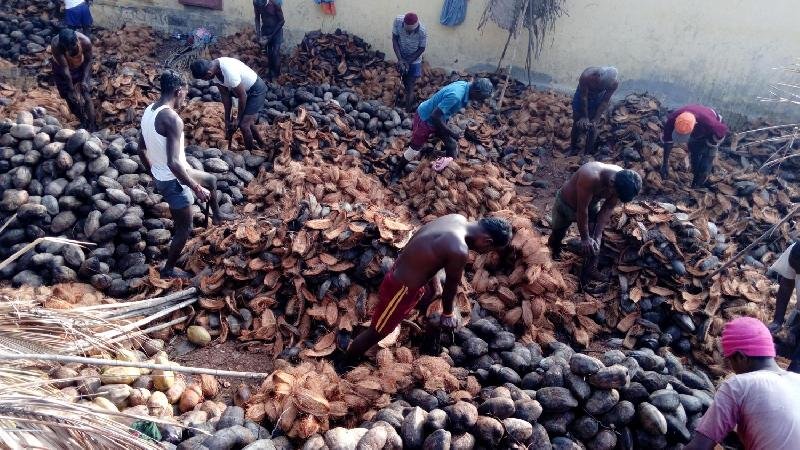 Semi Husked Coconut 08