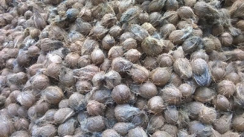 Semi Husked Coconut 11