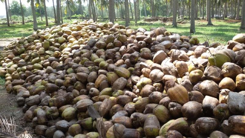 Semi Husked Coconut 13