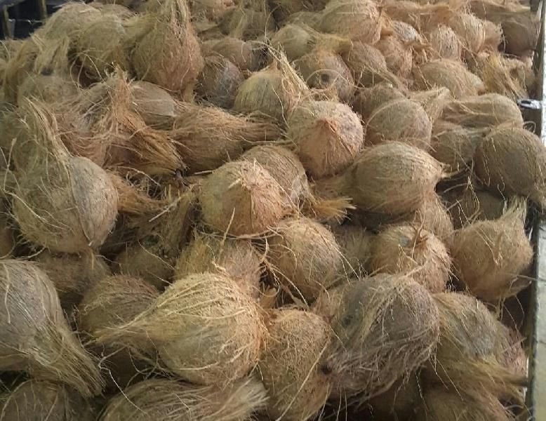 Semi Husked Coconut 14