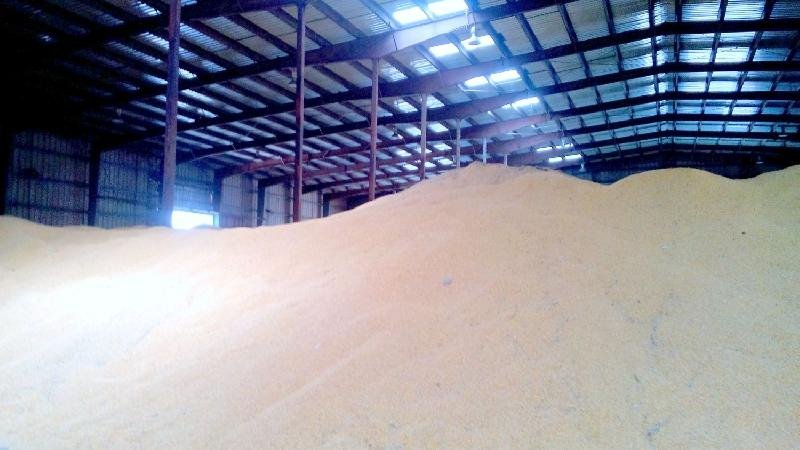 Yellow Maize Seeds 02