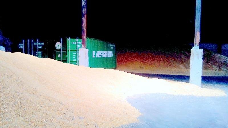 Yellow Maize Seeds 03