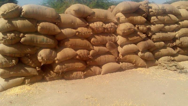 Yellow Maize Seeds 04