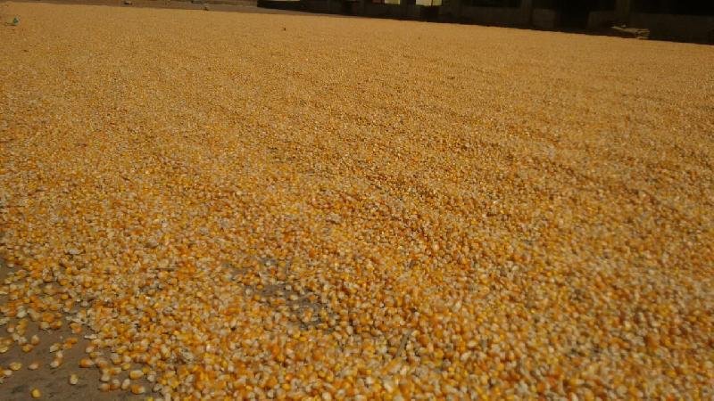 Yellow Maize Seeds 05