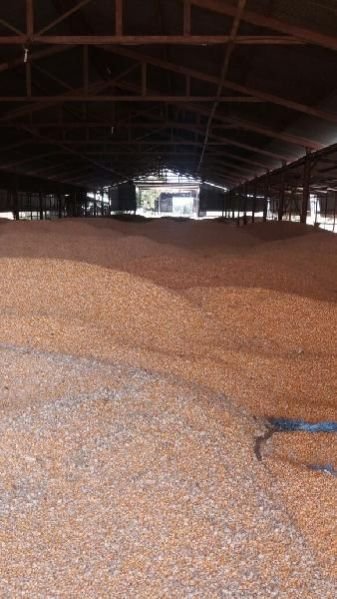 Yellow Maize Seeds 06