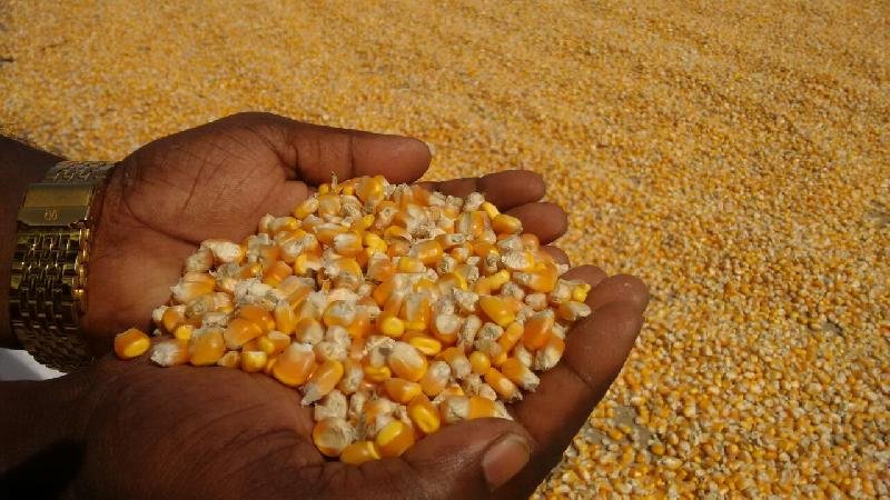 Yellow Maize Seeds 07