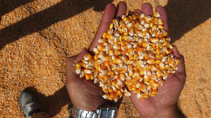 Yellow Maize Seeds 08