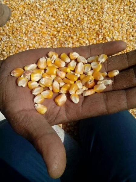Yellow Maize Seeds 09