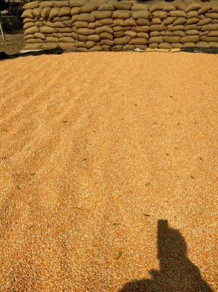 Yellow Maize Seeds 09