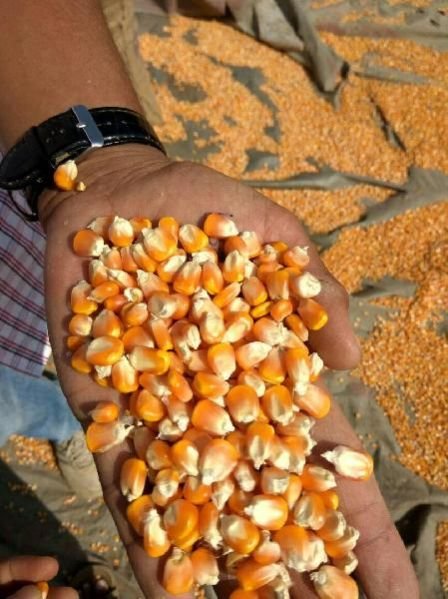 Yellow Maize Seeds 10
