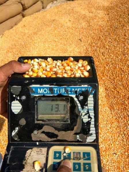 Yellow Maize Seeds 11