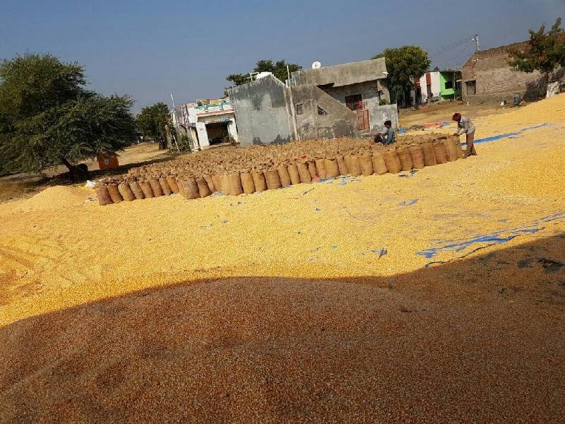 Yellow Maize Seeds 12