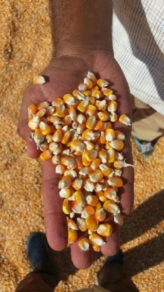 Yellow Maize Seeds 13