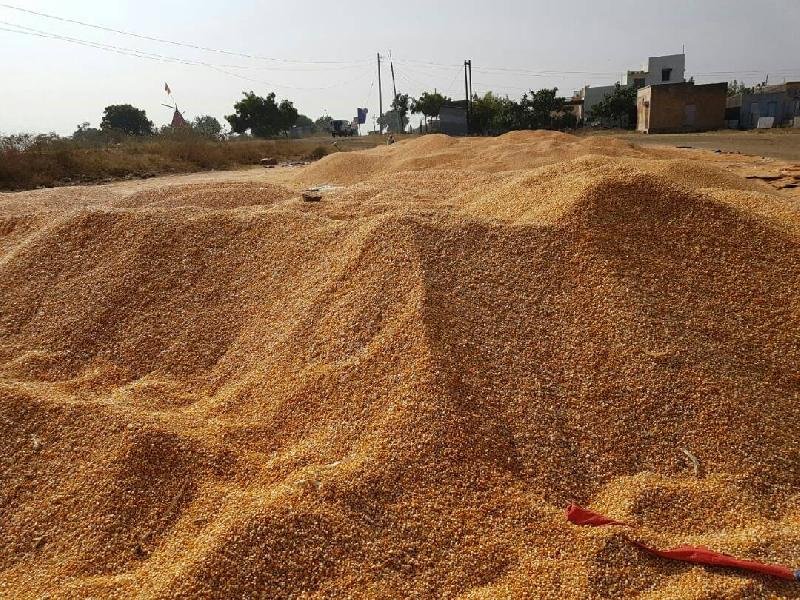 Yellow Maize Seeds 14