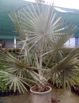 Bismarckia Nobilis Plants