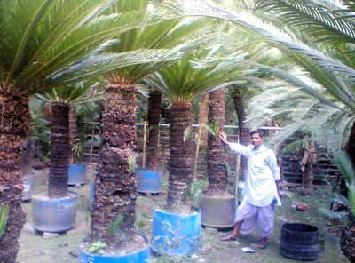 Cycas Revoluta Plants