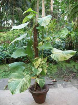 Epipremnum Aureum Plants