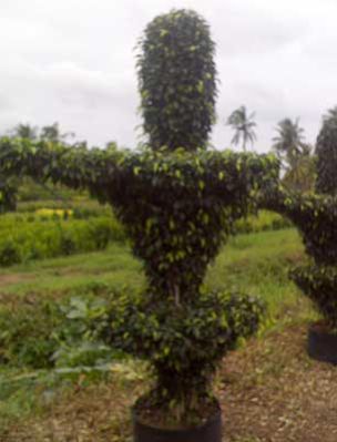 Ficus Black Plants