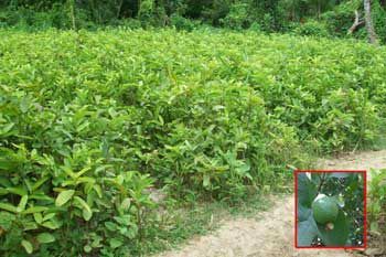 Guava Plants