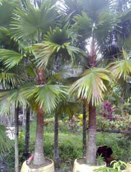 Livistona Chinensis Plants
